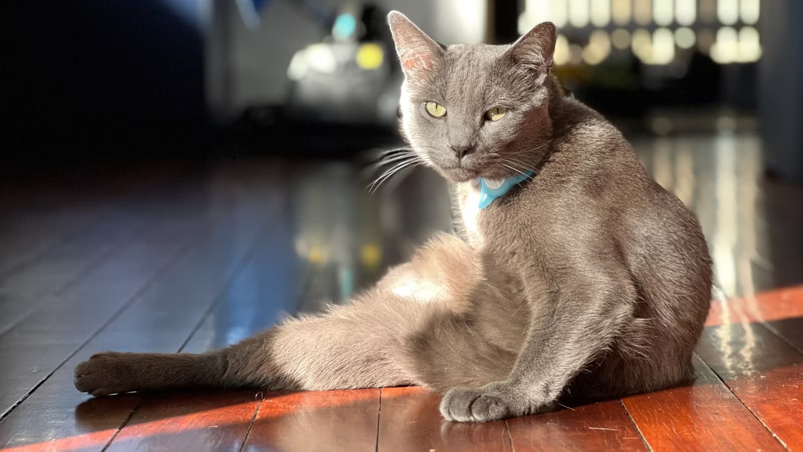 Smart Home for Pets: ROI for Busy Professionals