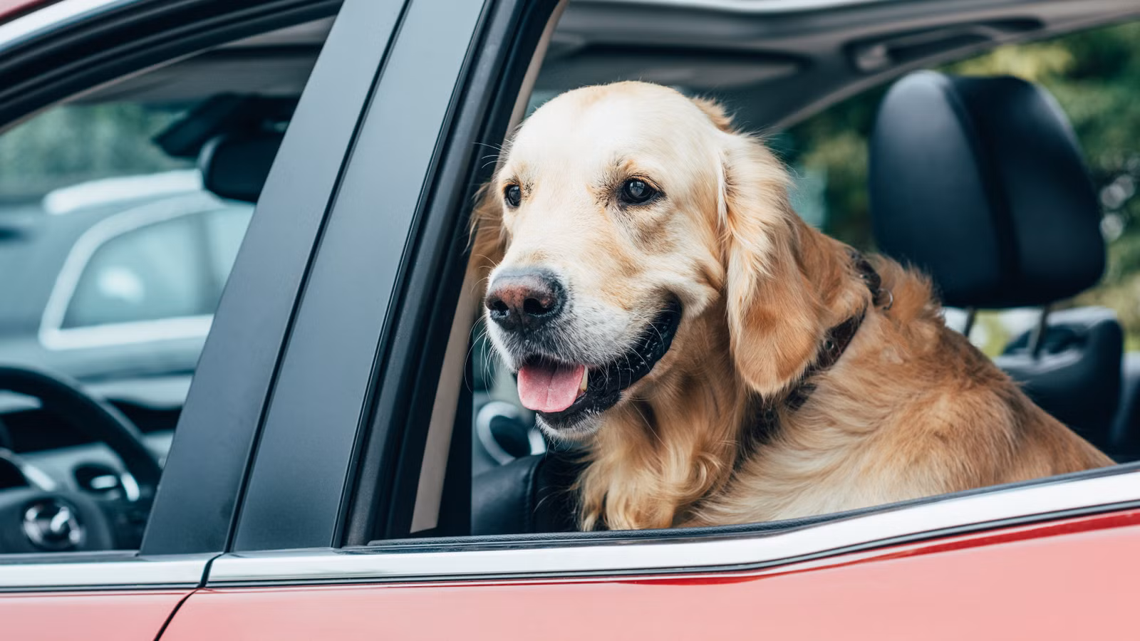 5 Mistakes Pet Owners Make When Driving With Dogs