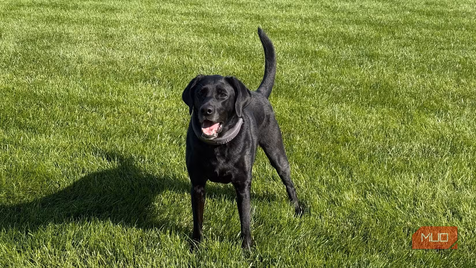 Bella standing in grass wearing halo collar