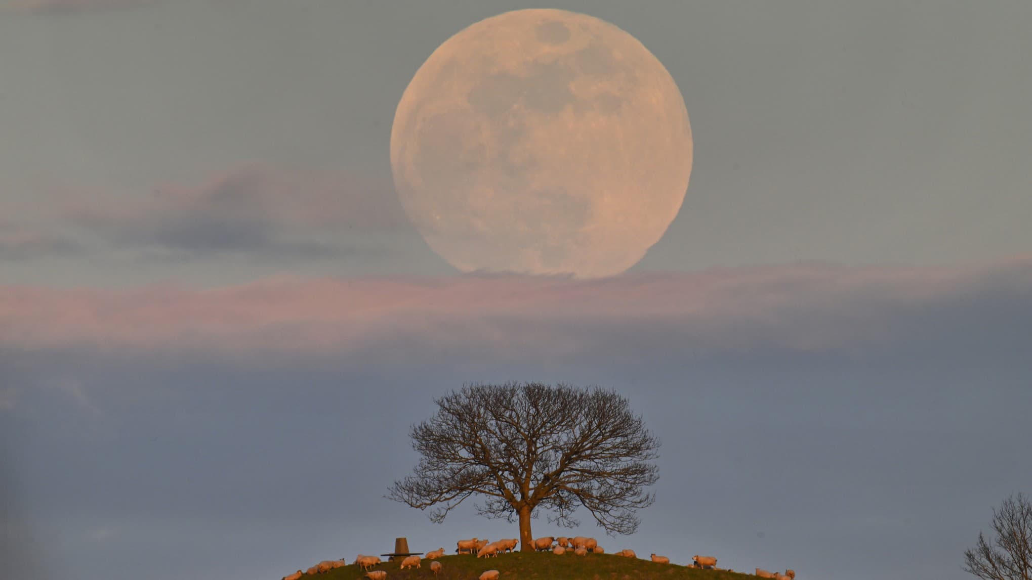 full moon rising behind a band of cloud with a tree in the foreground surrounded by sheep.