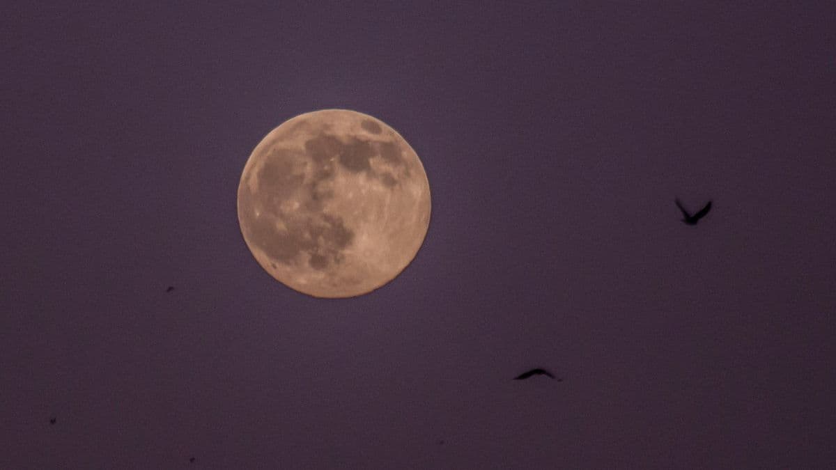 a subtle glow of a full moon in a hazy pink sky with birds silhouetted in the foreground.