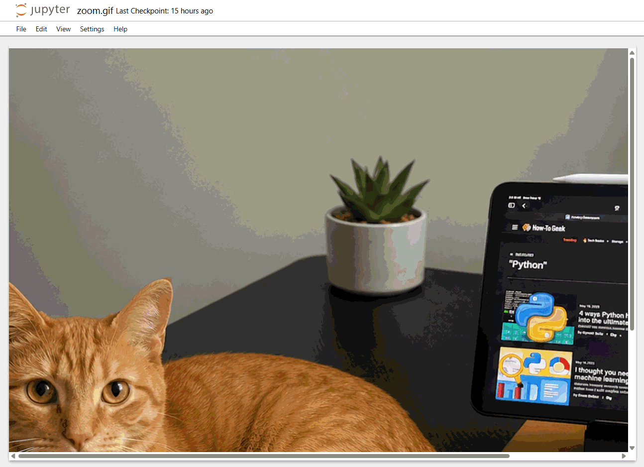 Pillow zoom-in animation GIF showing the cat photo slowly pushing in over 20 frames.-anim