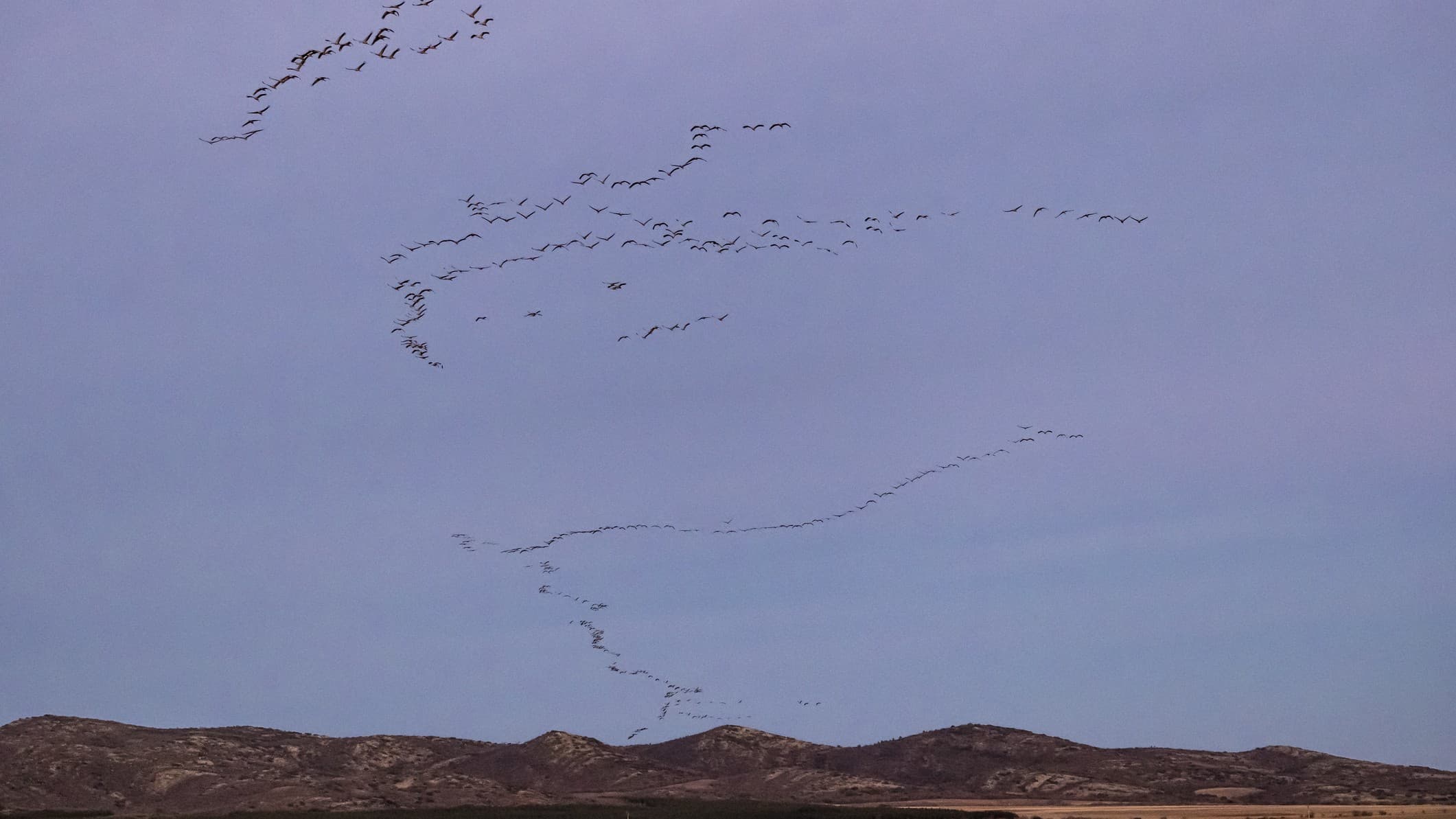 hundreds of birds fly in formation against a hazy blue pink sky.