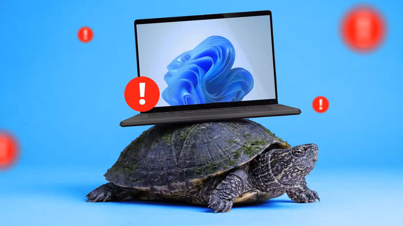 A laptop running Windows 11, resting on a turtle's shell, surrounded by warning signs.