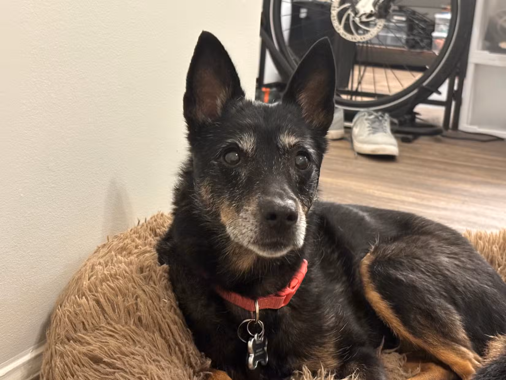 Daisy the dog