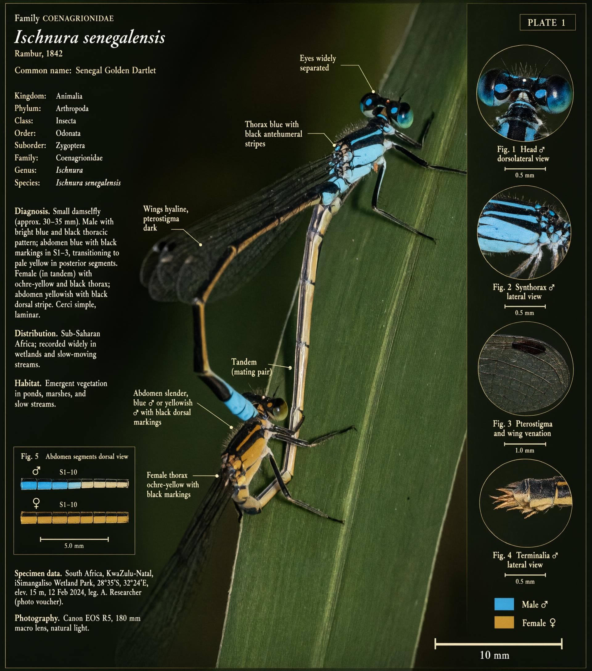 Identification plate for the damselfly Ischnura senegalensis with a macro photo of a tandem pair on a leaf, taxonomic classification, labeled morphological features, four magnified detail circles, and scale bars.