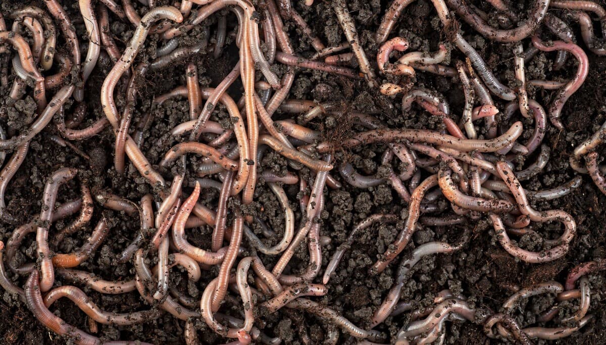 Self-replicating worm spreads through Copilot for Word